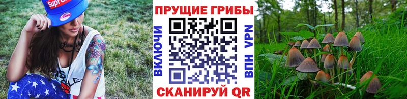 Галлюциногенные грибы Psilocybine cubensis  Анапа 